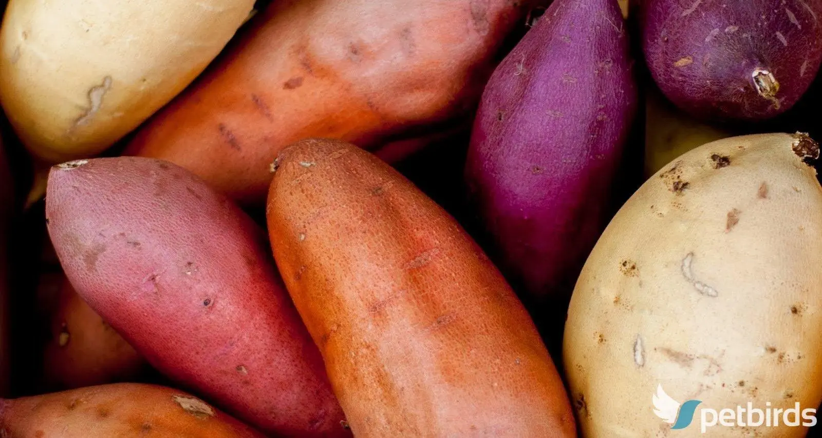 Γλυκοπατάτα - Sweet potatoes (Ipomoea batatas)