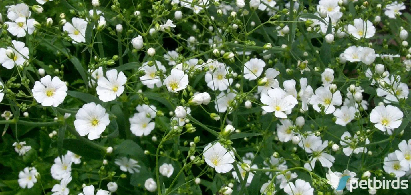 Γυψοφίλη (Gypsophila)