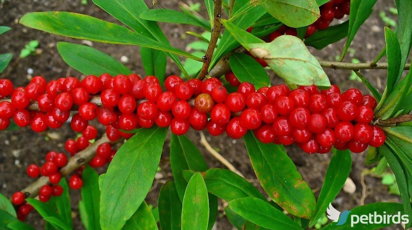 Δάφνη η μεζέρειος (Daphne mezereum)