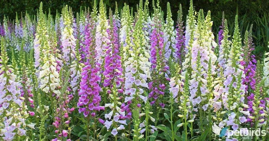 Δακτυλίτιδα (Digitalis)