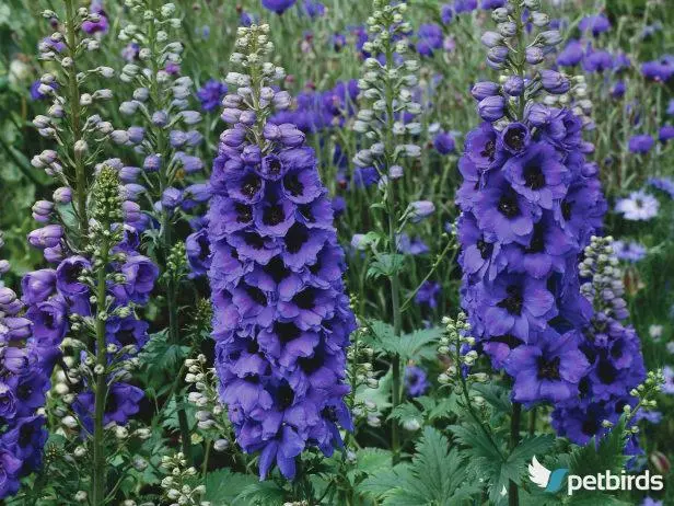 Δελφίνιο (Delphinium spp.)