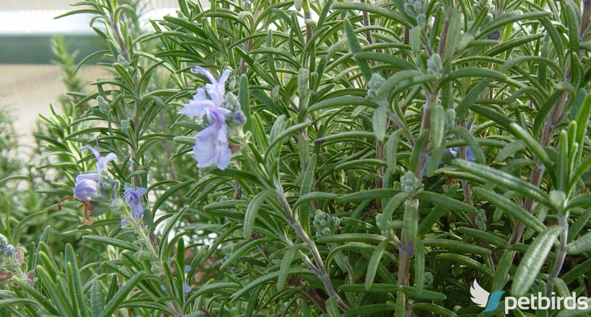 Δενδρολίβανο (Rosemarinus officinalis)