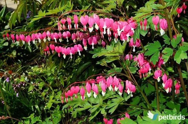 Δισέντρα (Lamprocapnos spectabilis)