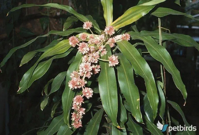 Δράκαινα αρωματική (Dracaena fragrans)