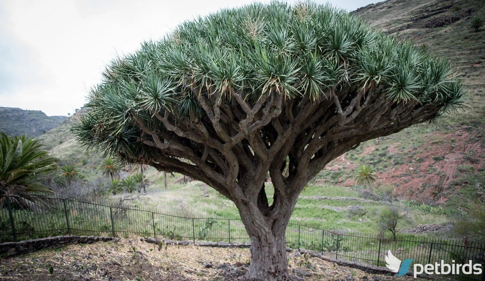 Δράκαινα κιννάβαρι (Dracaena draco)