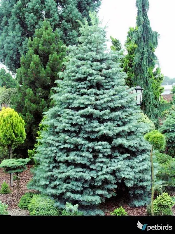 Ελάτη του Κολοράντο (Abies concolor)