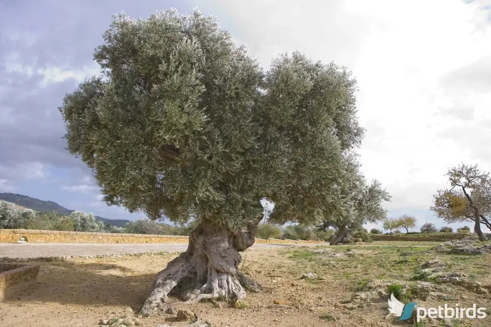 Ελιά (Olea europaea)