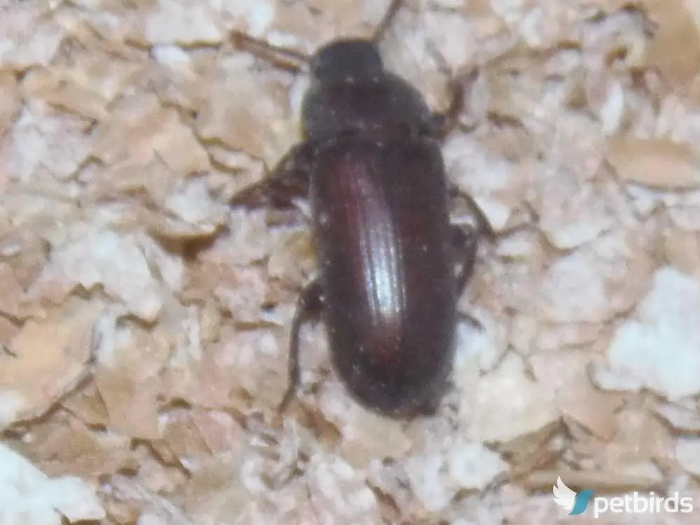 Ενήλικο σκαθάρι αλευροσκούληκου - Beetle mealworm.jpg