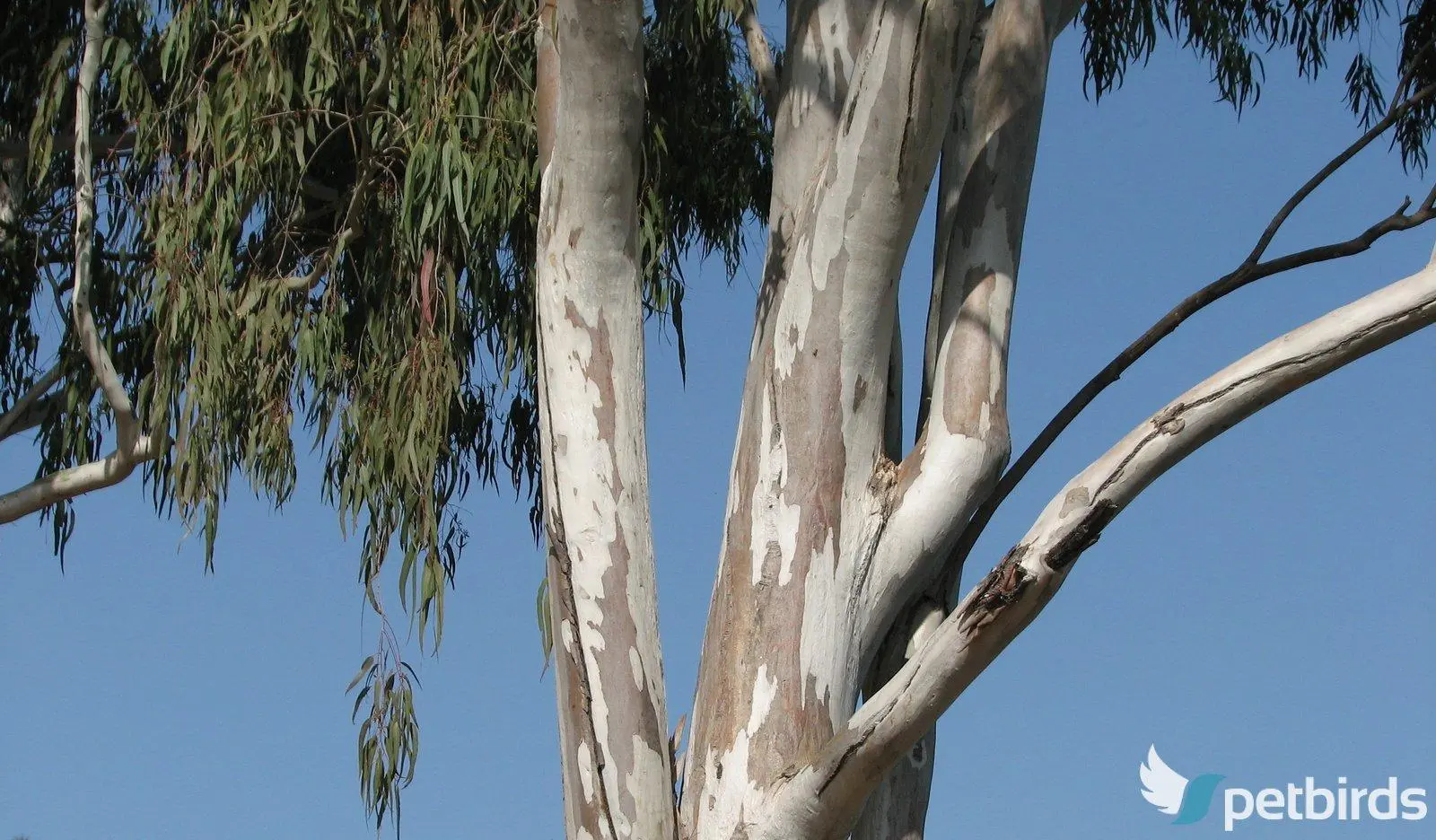 Ευκάλυπτος (Eucalyptus)