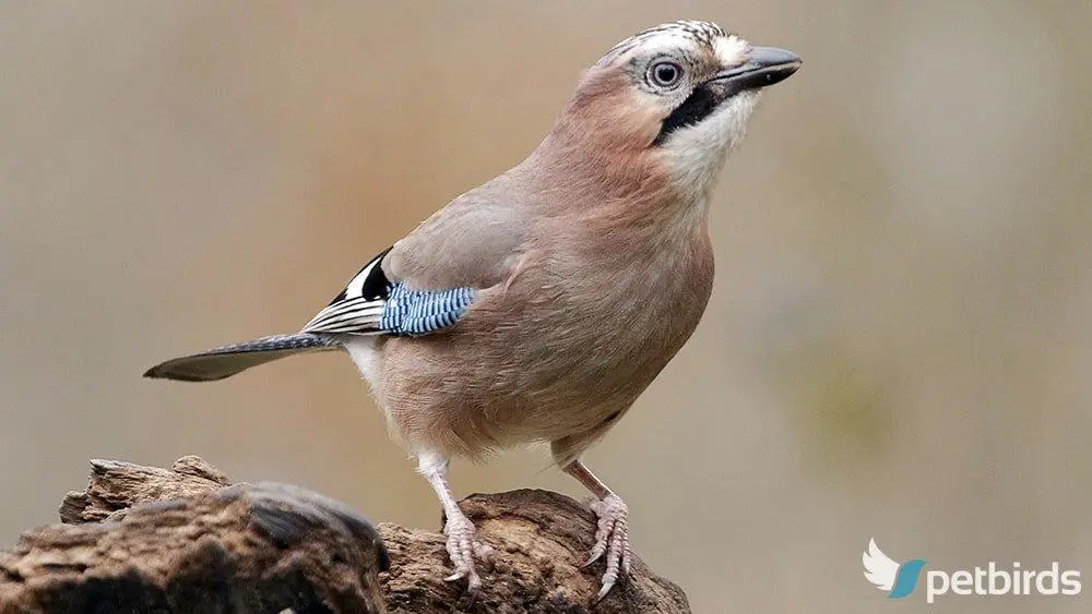 Ευρασιατική κίσσα (Garrulus glandarius)