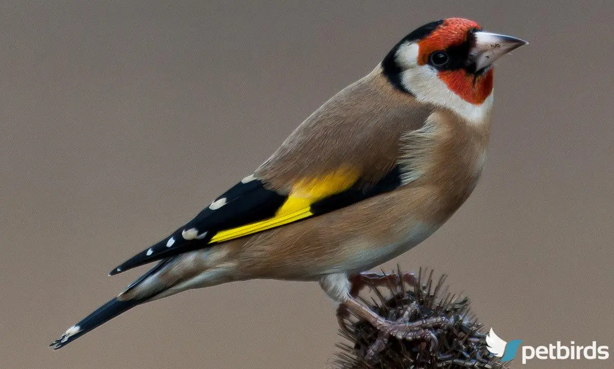 Ευρωπαϊκή καρδερίνα (Carduelis carduelis)