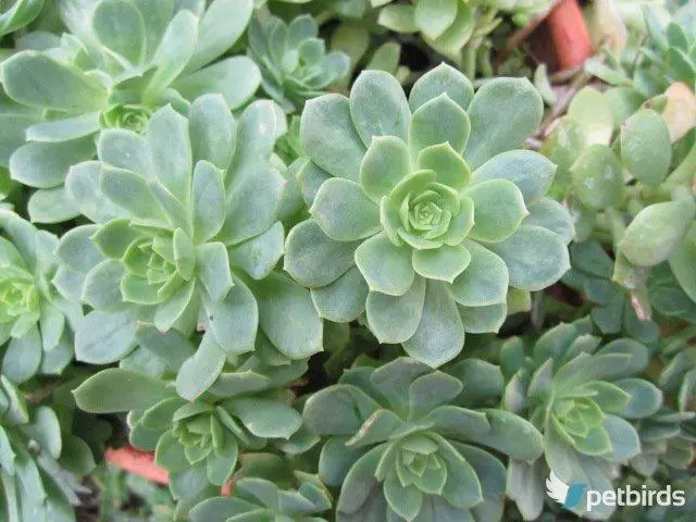 Εχεβέρια (Echeveria elegans)