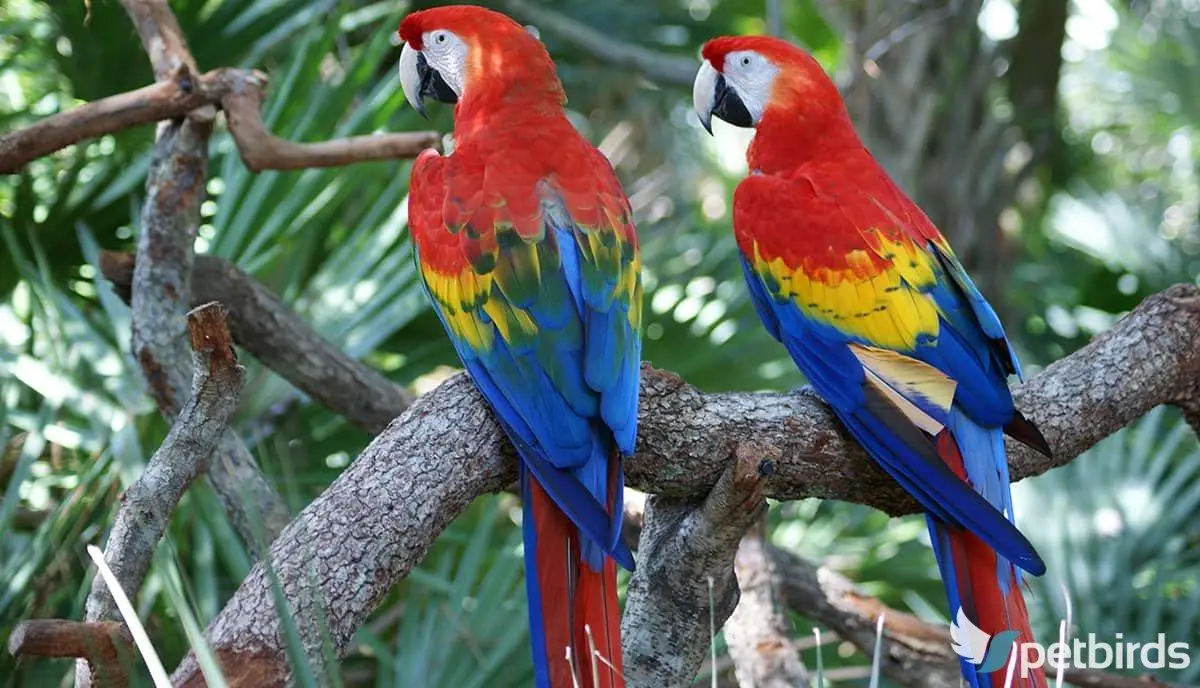 Ζευγάρι παπαγάλων scarlet macaw