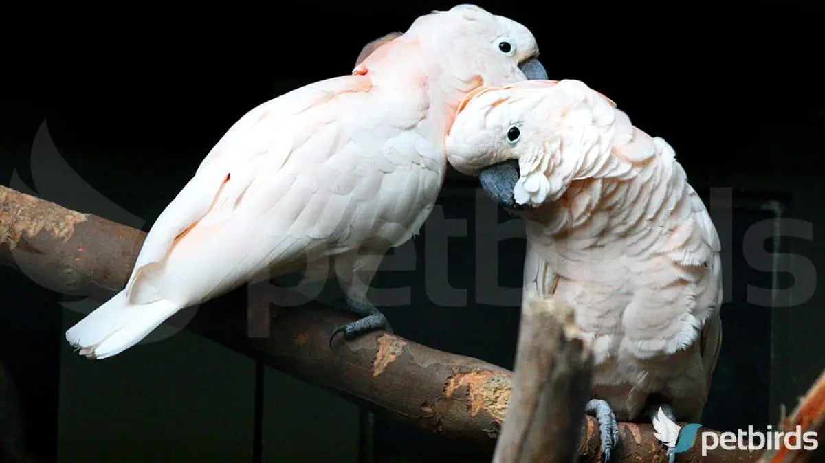 Ζευγάρι salmon crested cockatoo