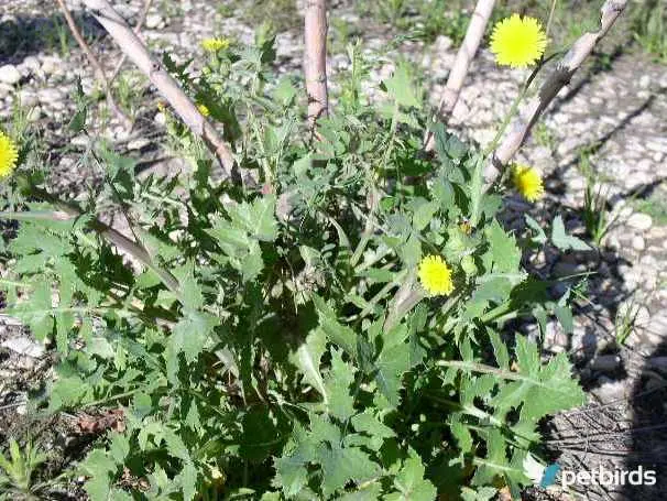 Ζοχός (Sonchus oleraceu)