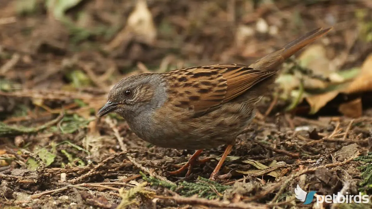 Θαμνοψάλτης - Dunnock