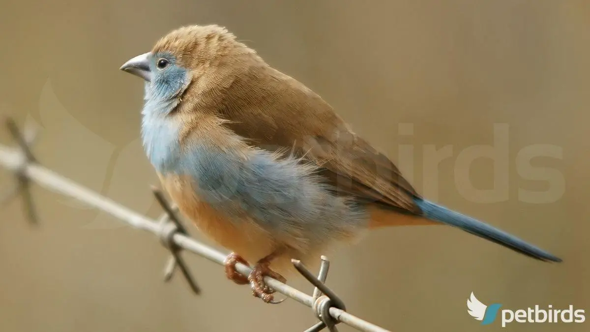 Θηλυκό blue waxbill