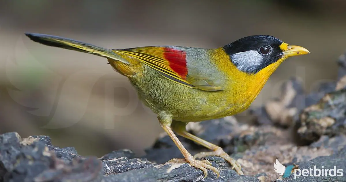 Θηλυκό silver-eared mesia