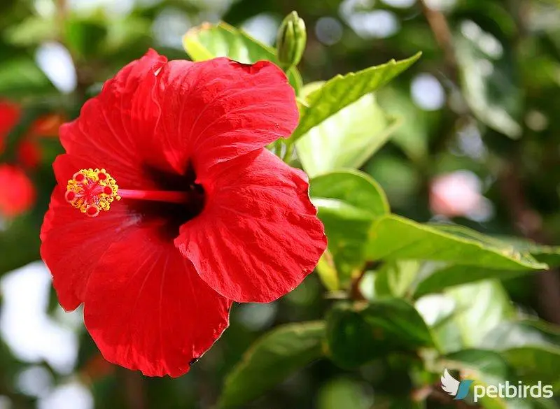 Ιβίσκος (Hibiscus)