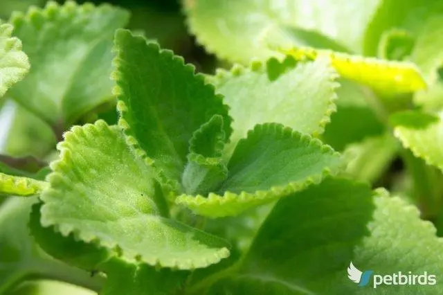 Ινδικός κολεός (Coleus forskohlii)