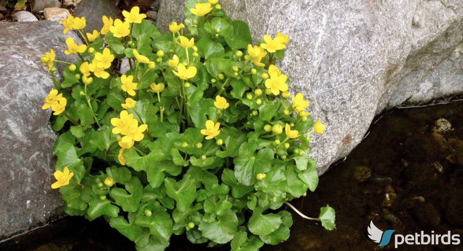 Κάλθα η ελοχαρής (Caltha palustris)