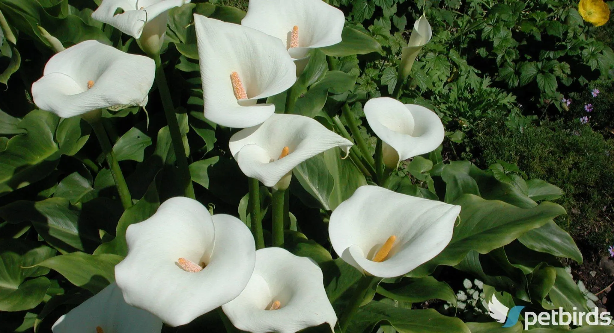 Κάλλα - Ζαντεδέσκια (Zantedeschia aethiopica)