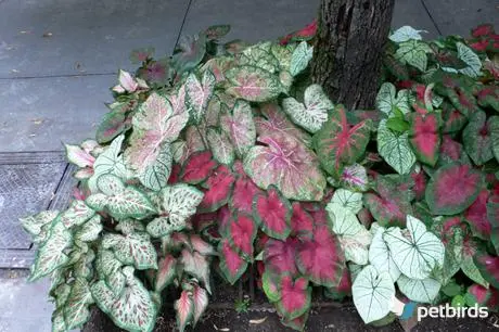 Καλάδιο (Caladium)