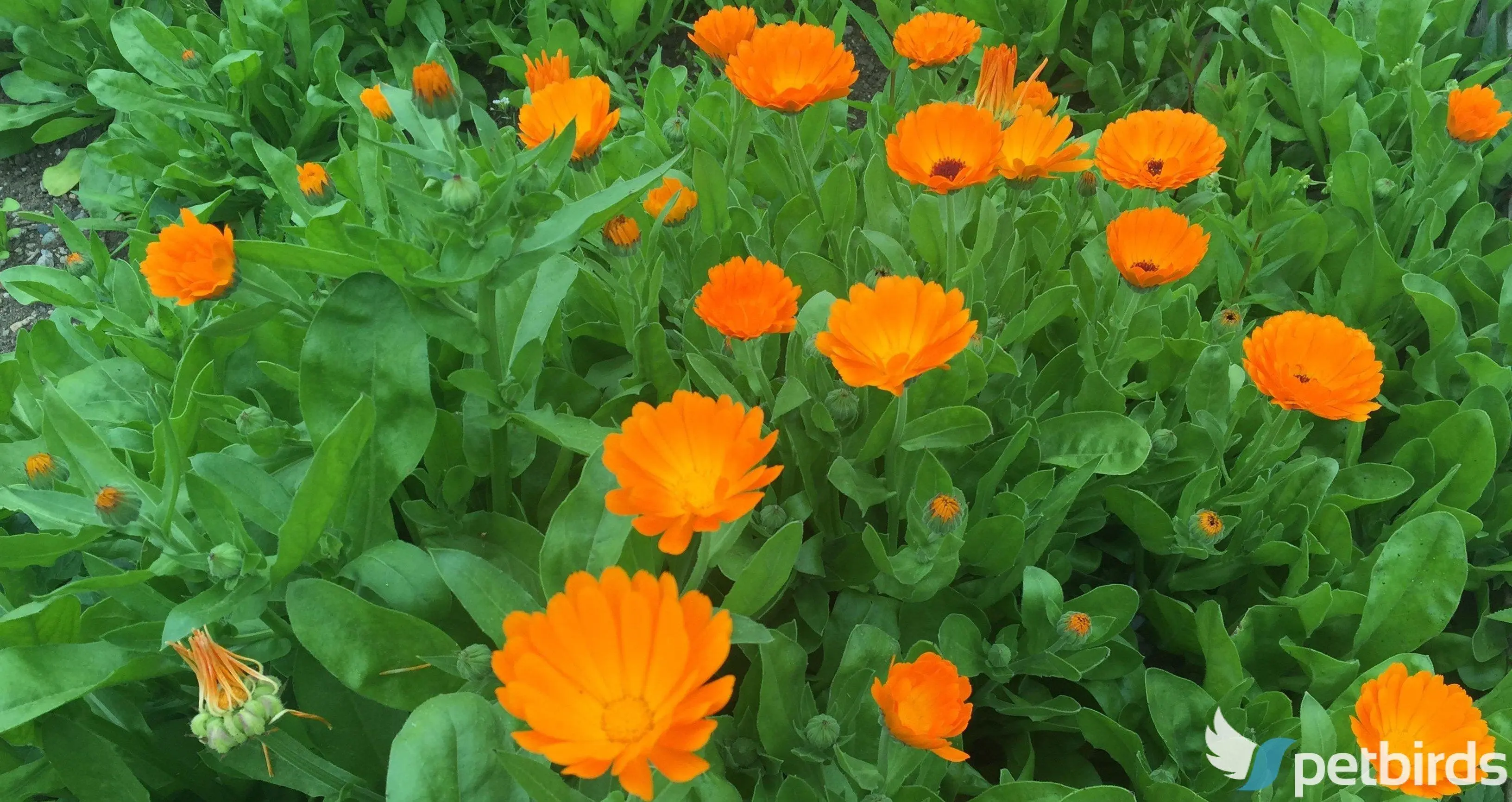 Καλέντουλα (Calendula officinalis)