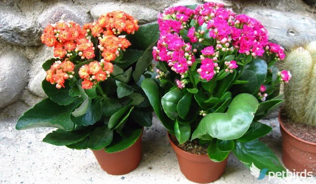 Καλαγχόη (Kalanchoe blossfeldiana)