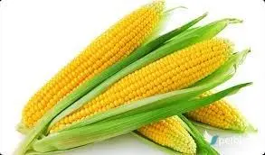 Καλαμπόκι (Zea mays)