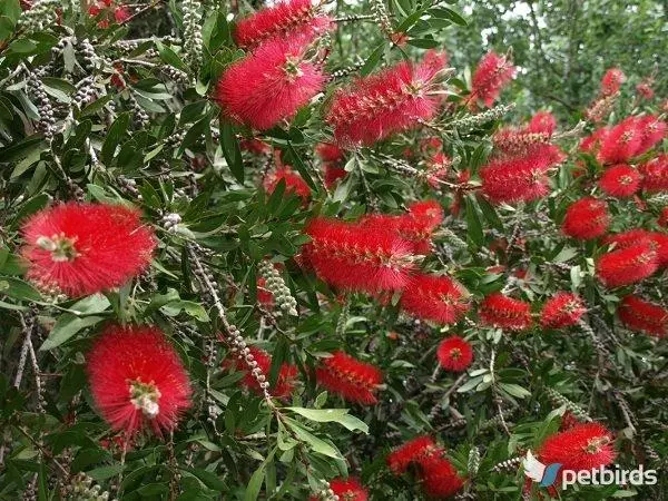 Καλλιστήμων (Callistemon)