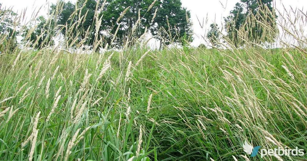 Καναρόσπορος (Phalaris canariensis)