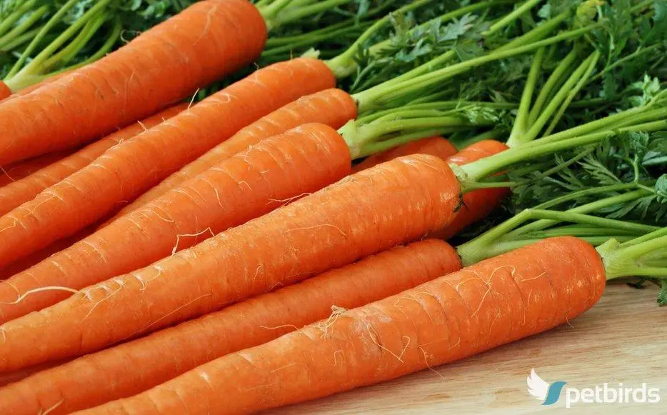 Καρότα - Carrots (Daucus carota)