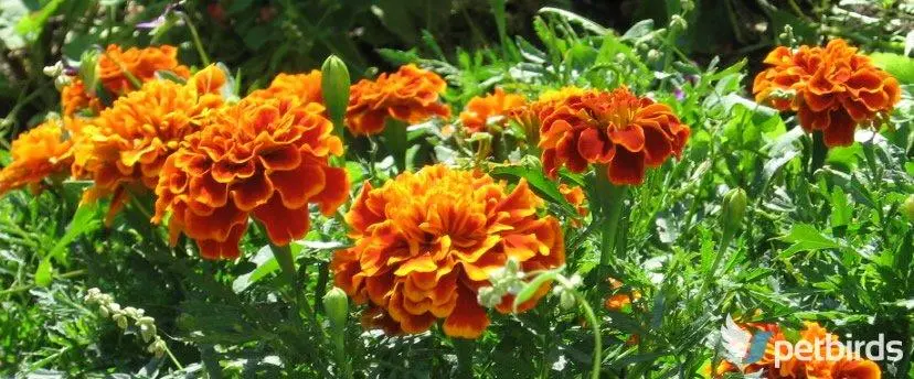 Κατιφές (Tagetes erecta)