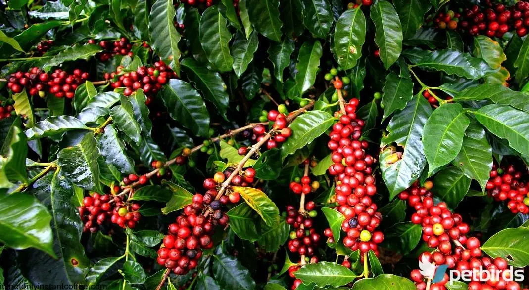 Καφεόθαμνος (Coffea)