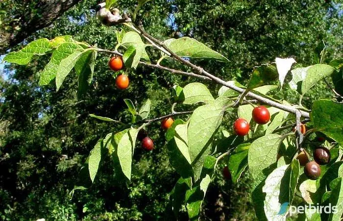 Κελτίδα - Μελικουκιά (Celtis australis)