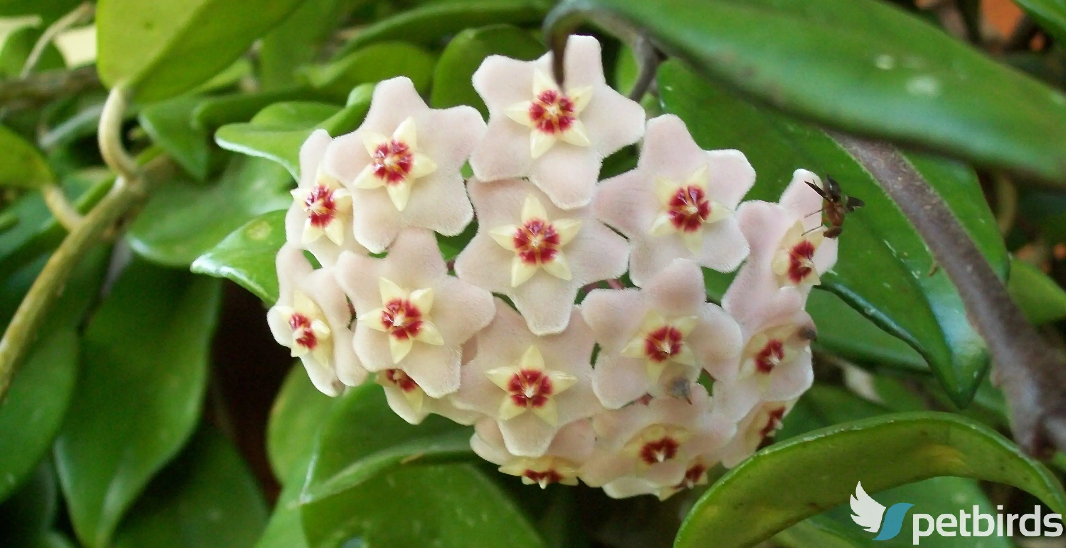 Κεράκι (Hoya carnosa)