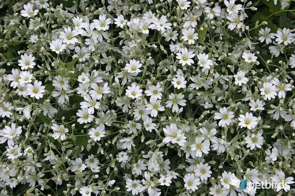 Κεράστιο (Cerastium tomentosum)