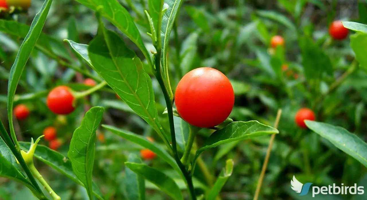 Κερασιά της Ιερουσαλήμ (Solanum pseudocapsicum)