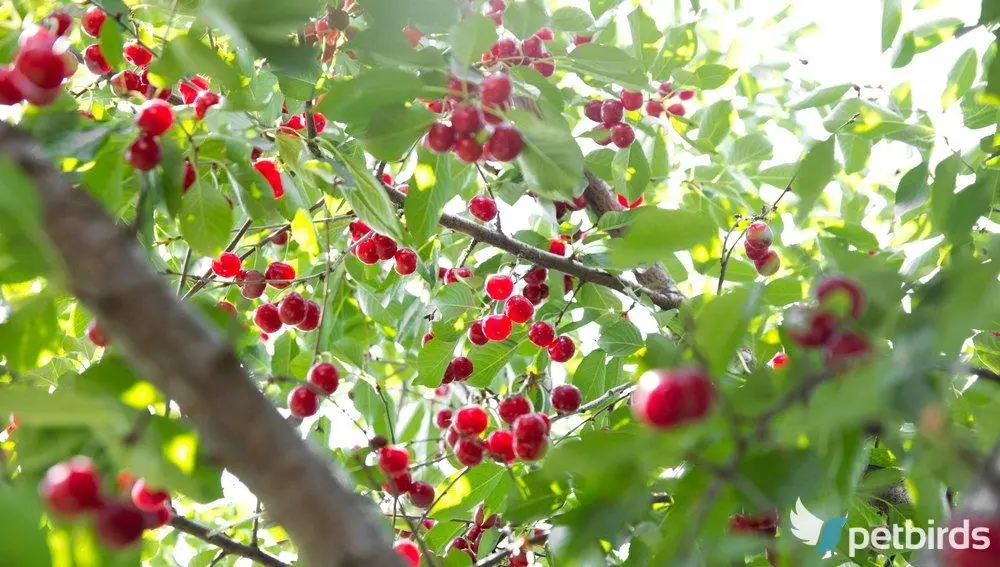 Κερασιά (Prunus avium)