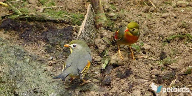 Κινέζικα αηδόνια - Red-billed leiothrix