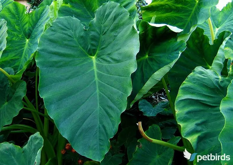 Κολοκάσια (Colocasia esculenta)