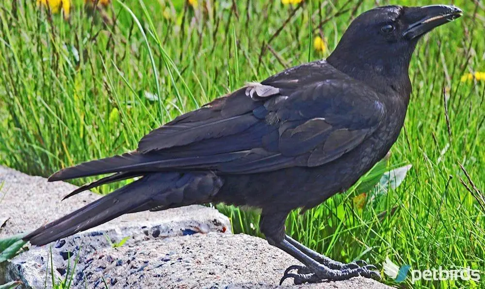 Κοράκι (Corvus corax)