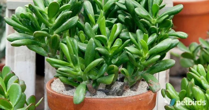 Κράσουλα η κοινή (Crassula ovata)