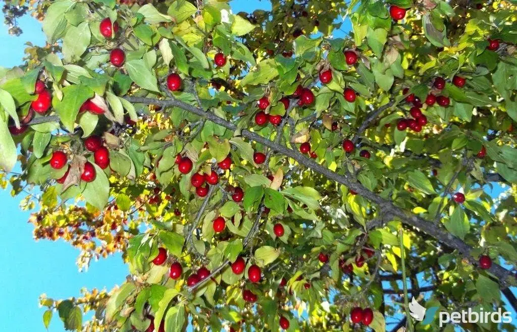 Κρανιά (Cornus sanguinea)