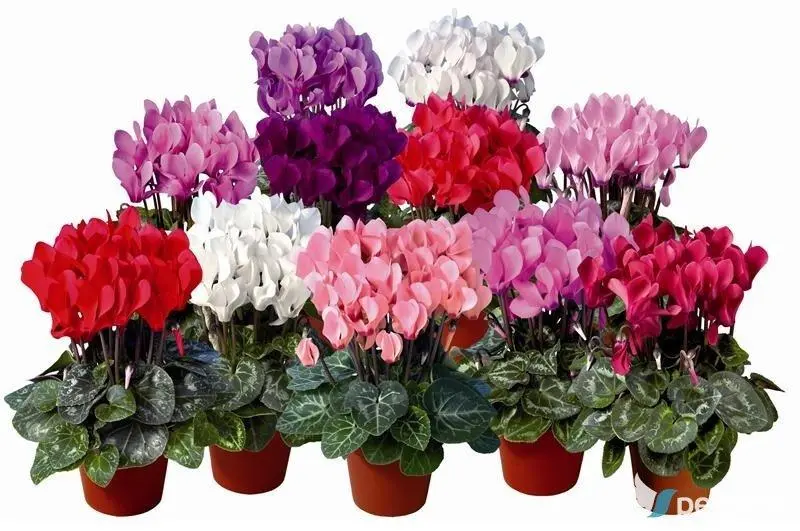 Κυκλάμινο (Cyclamen)