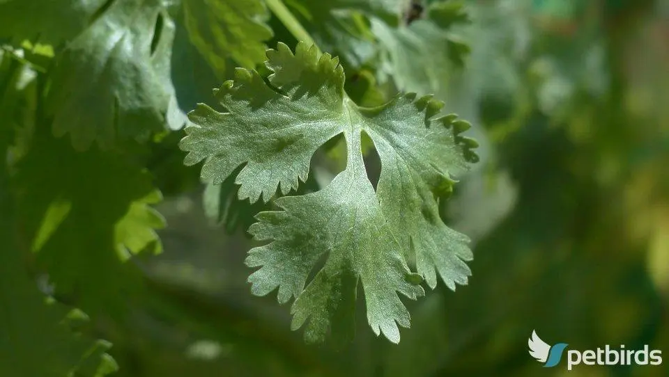 Κόλιανδρος (Coliandrum sativum)