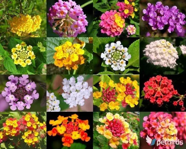 Λαντάνα (Lantana camara)