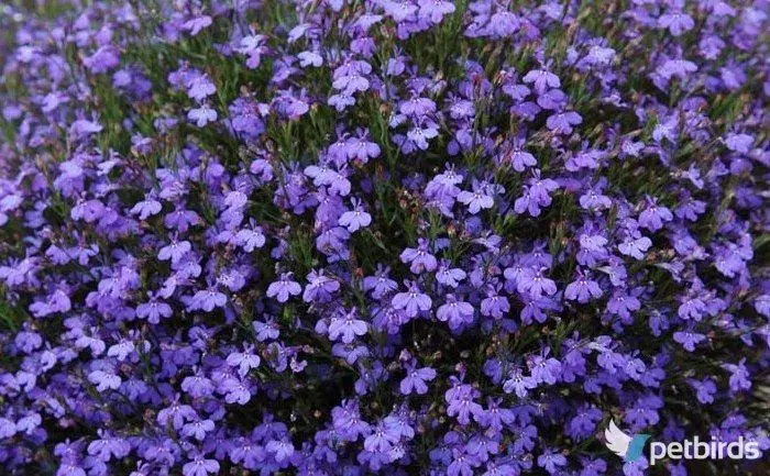 Λοβηλία (Lobelia)