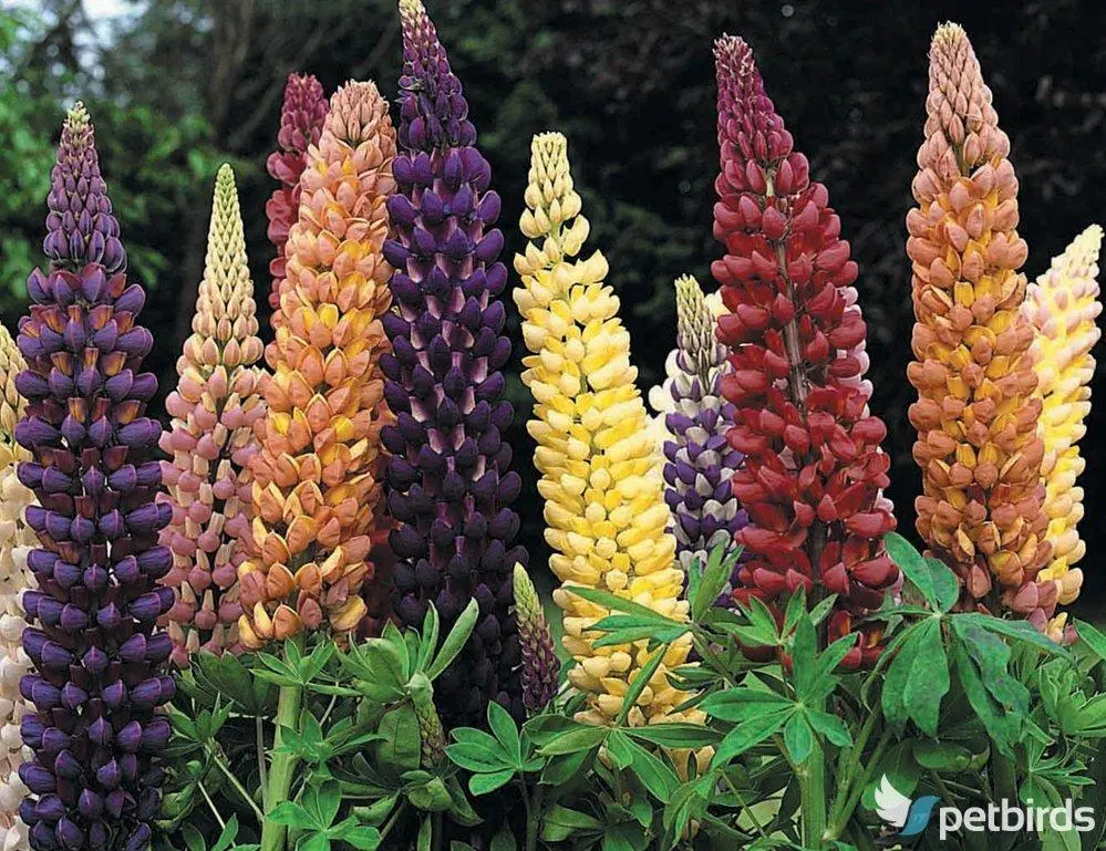 Λούπινος (Lupinus)